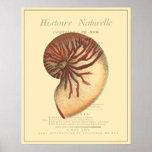 Poster Conque rouge vintage Shell