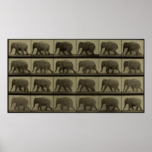 Poster Consecutive Images of an Elephant Walking Print