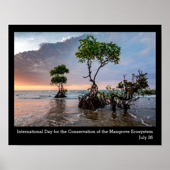 Poster Conservation de la mangrove, photo (Devant)