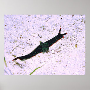 Poster Contredire Nudibranche