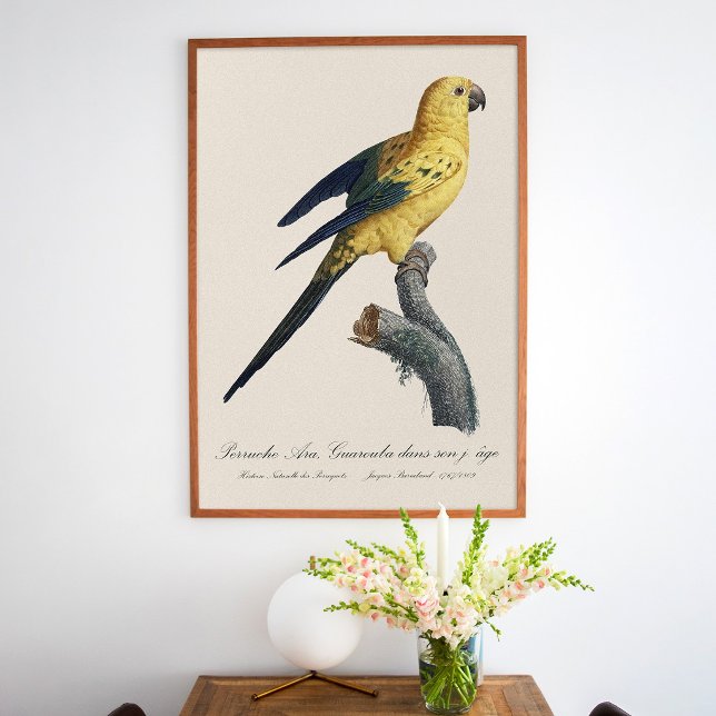 Poster Conure soleil Aratinga solstitialis (Guarouba dans sons jeune age / Sun parakeet. Poster)
