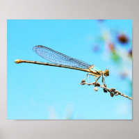 Cool Gros plan d'une libellule Photographie de la