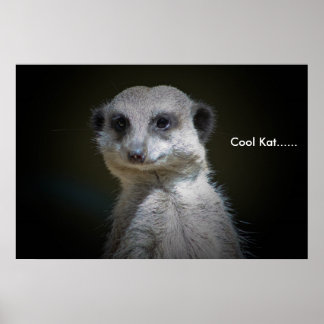 Poster Cool Kat......