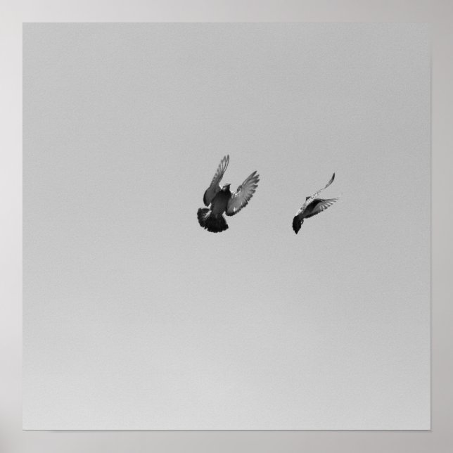 Poster Cool Moderne B&W volant oiseau simple design moder (Devant)