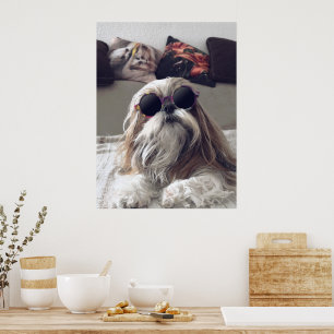 Poster Cool Shih Tzu cheveux longs Lunettes de soleil vin