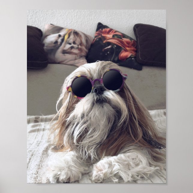 Poster Cool Shih Tzu cheveux longs Lunettes de soleil vin (Devant)