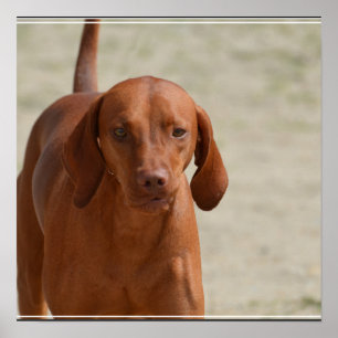 Poster Coonhound