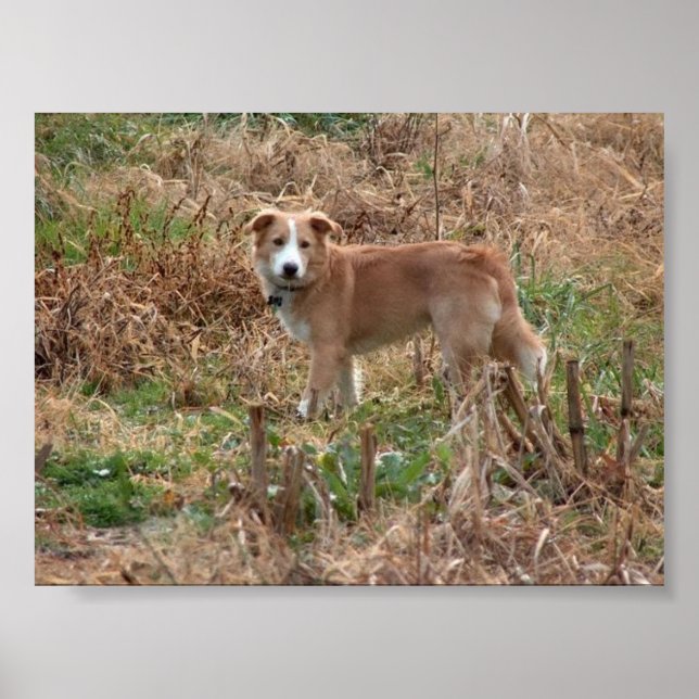 Poster Cooper (Devant)