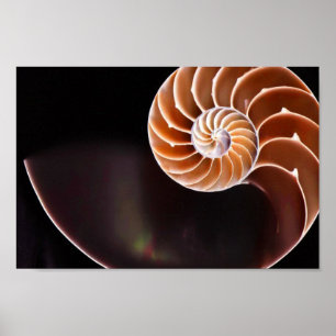 Poster - Cooper Fibonacci Sequence Muschel