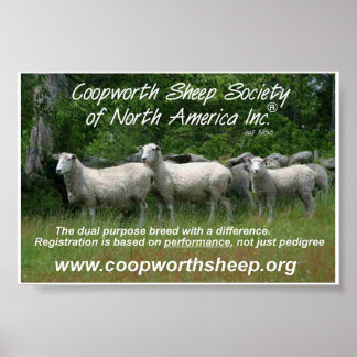 Poster Coopworth Sheep