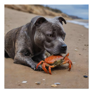 Poster "Copains de plage : un Staffy et son compagnon cra