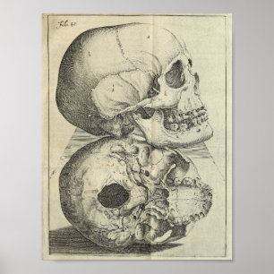 Poster Copie 1616 d'anatomie de crânes de cru