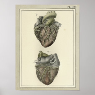 Poster Copie 1831 d'anatomie de coeur de cru