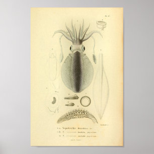 Poster Copie 1845 d'art de couleur de calmar de récif de