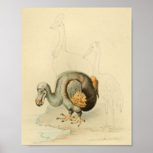 Poster Copie 1848 vintage d'oiseau éteint de dronte