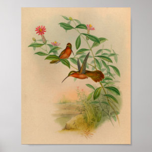 Poster Copie 1861 de colibri d'ermite de cru