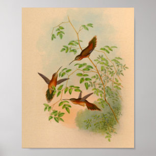Poster Copie 1861 de colibri d'ermite de cru
