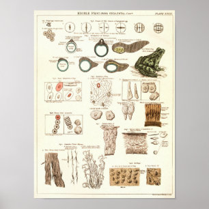 Poster Copie 1881 d'anatomie de biologie de grenouille de