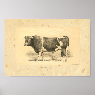 Poster Copie 1888 de Guernesey Taureau de cru