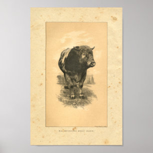 Poster Copie 1888 de Taureau de cru