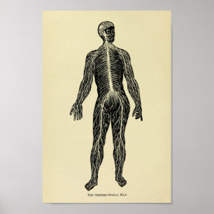 Poster Copie 1920 d'art d'anatomie de système nerveux de