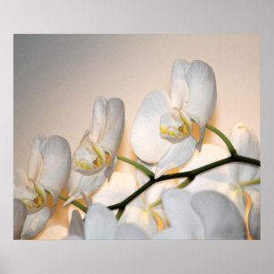 Poster Copie -24x20 d'art de Phalae Sogo d'orchidée - ou
