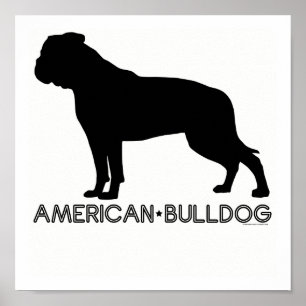 Poster Copie américaine de bouledogue