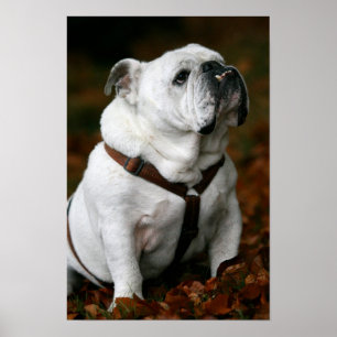 Poster Copie anglaise d'affiche de bouledogue