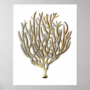 Poster Copie antique de corail de l'histoire naturelle
