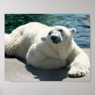Poster Copie arctique d'affiche d'ours blanc