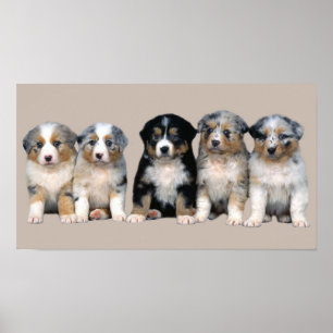 Poster Copie australienne de chiots de berger