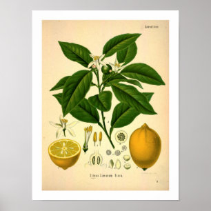 Poster Copie botanique de citron