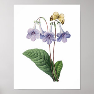 Poster Copie botanique des CLOCHES BLEUES originales par