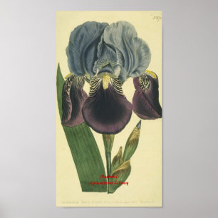 Poster Copie botanique d'iris bleu