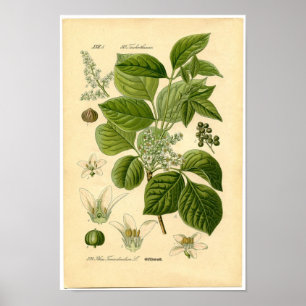 Poster Copie botanique - lierre de poison (Toxicodendron)