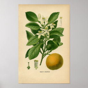 Poster Copie botanique - orange douce