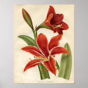 Poster Copie botanique vintage - amaryllis