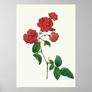 Poster Copie botanique vintage de roses rouges