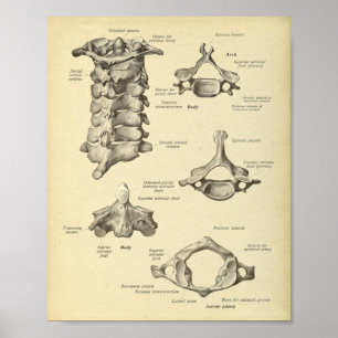 Poster Copie cervicale d'anatomie d'épine