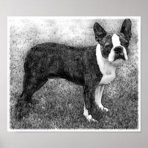 Poster Copie d'affiche de Boston Terrier