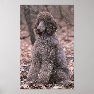 Poster Copie d'affiche de caniche (chocolat)