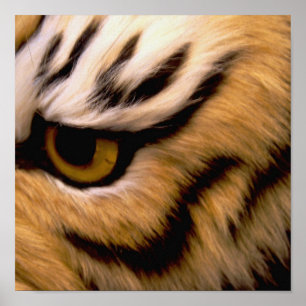 Poster Copie d'affiche de photo de tigre
