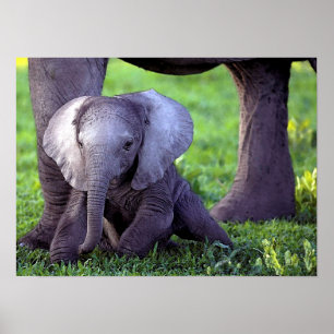 Poster Copie d'affiche de portrait de bébé d'éléphant