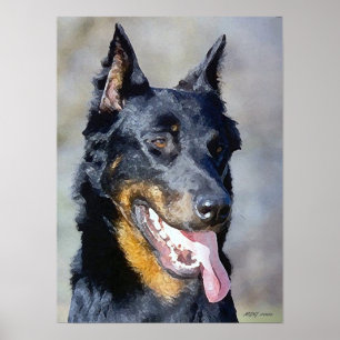 Poster Copie d'affiche de portrait de chien de Beauceron