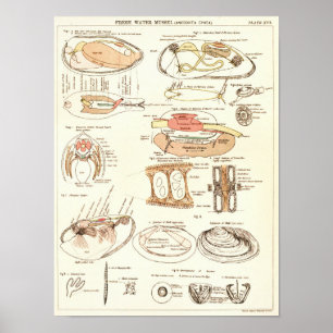 Poster Copie d'anatomie de moule d'eau douce du cru 1881