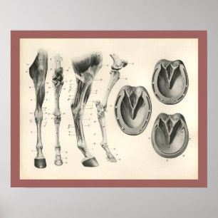 Poster Copie d'anatomie de muscle d'os de jambe de sabot