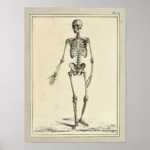 Poster Copie d'anatomie de squelette du cru 1831