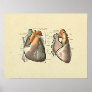 Poster Copie d'anatomie de veines d'artères de coeur