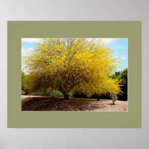 Poster Copie d'arbre de Palo Verde