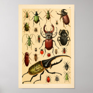 Poster Copie d'art de collection de scarabées d'insectes